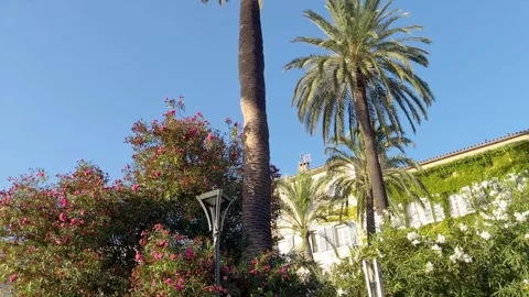 Bottom view of trees and old, traditional buildings Stock Footage 319759661