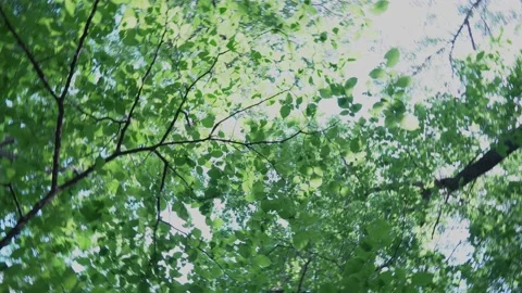 Bottom up view of trees with around camera rotation on sunny day. Video stock 228234769