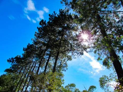 Bottom up view of trees with blue sky, some clouds and the sun on the back. V Stock Photos