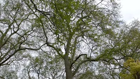 Bottom view of trees in the city center of London Video stock 306064854
