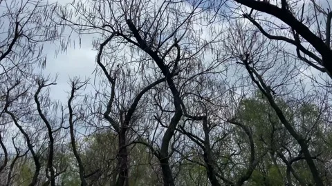 Bottom view of trees crowns and twisted trunks  on a blue sky background. Stock Footage 238557833
