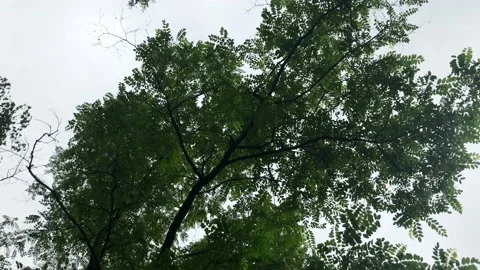 A bottom view of the trees in the deciduous forest and the rotation of the Stock Footage 133121519