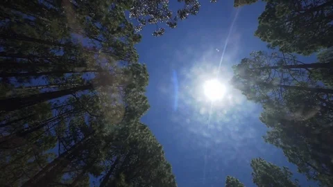 Bottom view of trees in a eucalyptus and coniferous forest on a background of Stock Footage 116706779