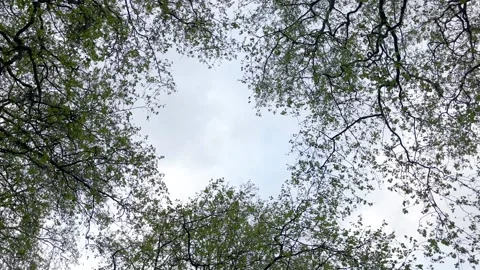 Bottom view of trees at famous public park called "Hyde Park" in London. Video stock 299715769