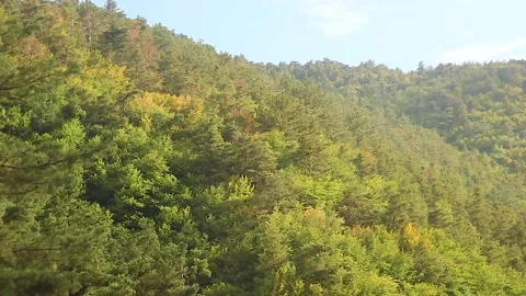 Bottom view of trees in the forest Stock Footage 165369229