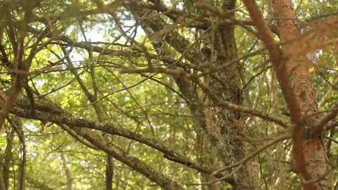 Bottom view of trees in the forest Stock Footage 165369240
