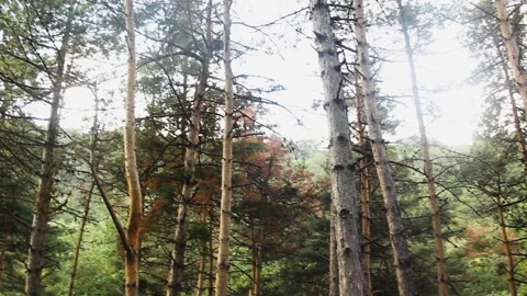 Bottom view of trees in the forest Stock Footage 165369608