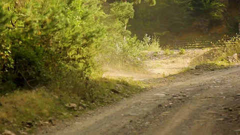 Bottom view of trees in the forest Stock Footage 165370031