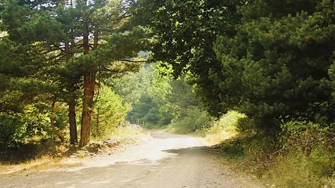 Bottom view of trees in the forest Video stock 165371084