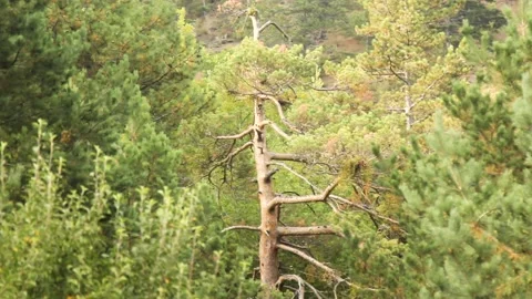 Bottom view of trees in the forest Stock Footage 165371226