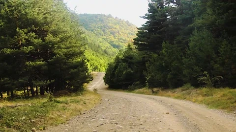 Bottom view of trees in the forest Stock Footage 165371310