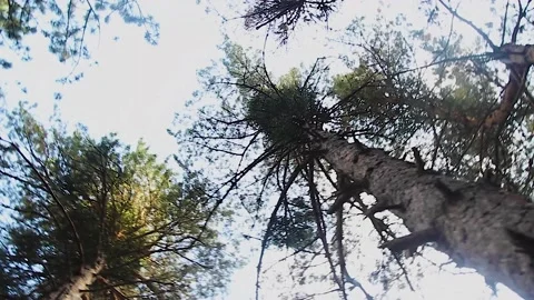 Bottom view of trees in the forest Stock Footage 165371366