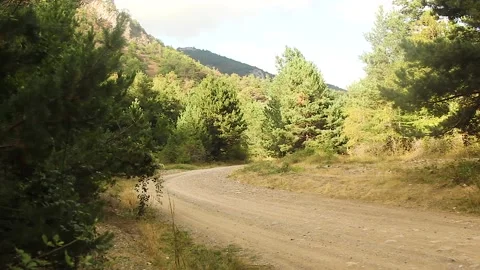 Bottom view of trees in the forest Stock Footage 165371386