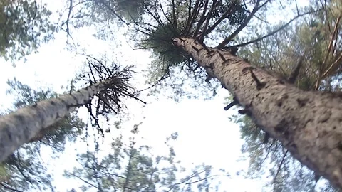 Bottom view of trees in the forest Stock Footage 165371994