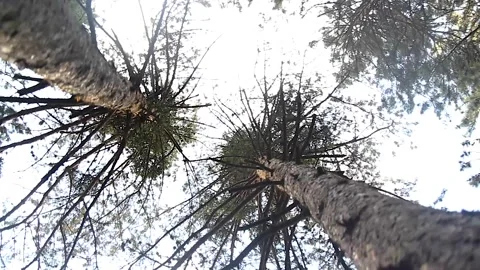 Bottom view of trees in the forest Stock Footage 165372134