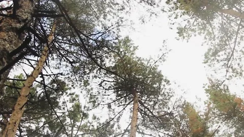 Bottom view of trees in the forest Stock Footage 165372180