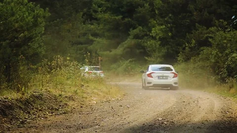 Bottom view of trees in the forest Stock Footage 165372475