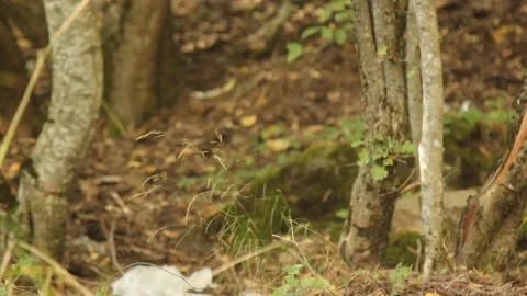Bottom view of trees in the forest Stock Footage 165372520