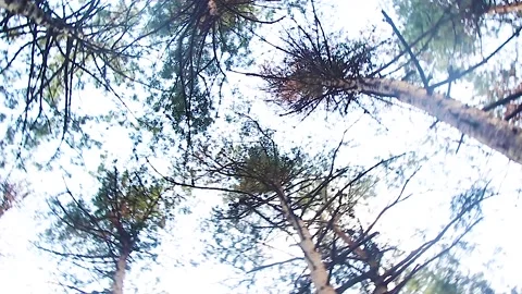 Bottom view of trees in the forest Stock Footage 165372564