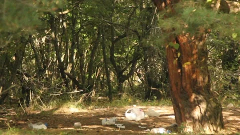 Bottom view of trees in the forest Stock Footage 165372788