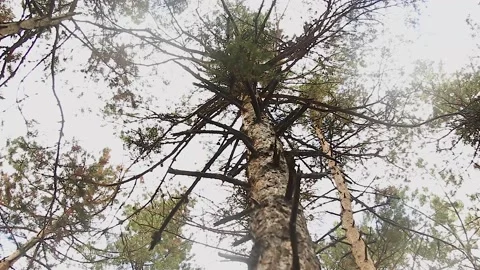 Bottom view of trees in the forest Stock Footage 165372953