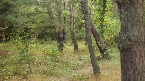 Bottom view of trees in the forest Stock Footage 165373080