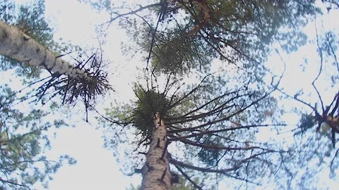 Bottom view of trees in the forest Stock Footage 165373432