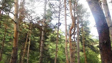 Bottom view of trees in the forest Stock Footage 165373610