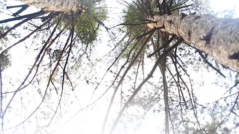Bottom view of trees in the forest Stock Footage 165373901