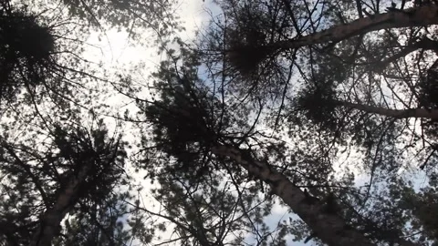 Bottom view of trees in the forest Stock Footage 165373998