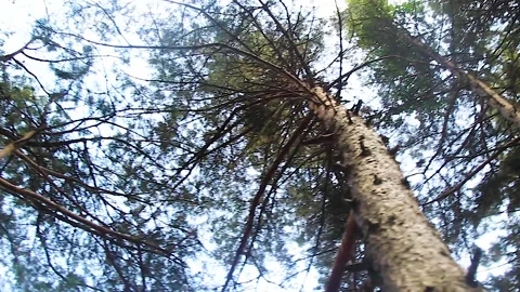 Bottom view of trees in the forest Stock Footage 165374536