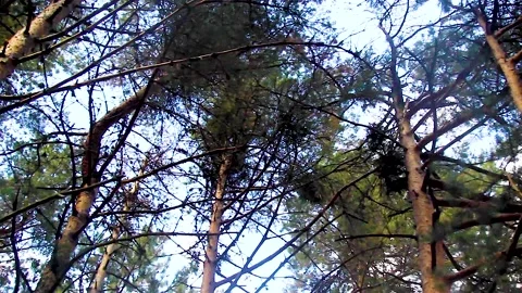 Bottom view of trees in the forest Stock Footage 165374629