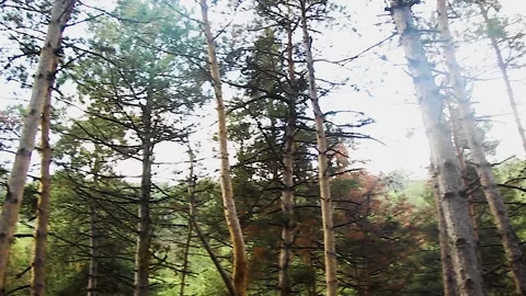 Bottom view of trees in the forest Stock Footage 165374836