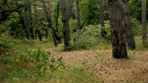 Bottom view of trees in the forest Stock Footage 165374921