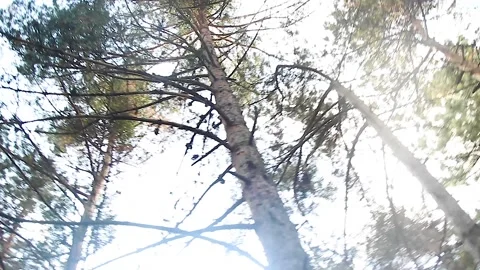 Bottom view of trees in the forest Stock Footage 165374969