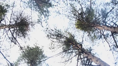 Bottom view of trees in the forest Stock Footage 165375238