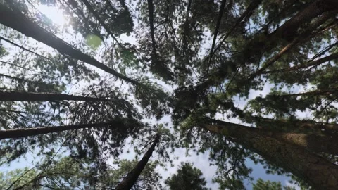 Bottom up View of Trees in a Forest Stock Footage 282963240