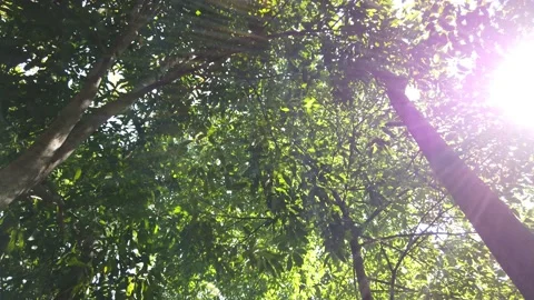 Bottom View of Trees in the Garden with Sunlight Beams. Stock Footage 134010740