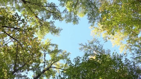 Bottom View on a Trees with Green Leaves in the Forest with Clear Blue Sky Stock Footage 81571895