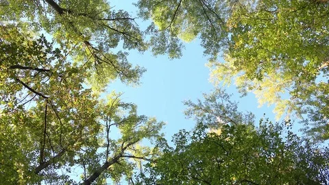 Bottom View on a Trees with Green Leaves in the Forest with Clear Blue Sky. 4K Video stock 81572831