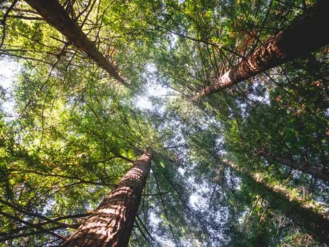 Bottom view of trees with green leaves. Sun shines through green foliage of h Stock Photos