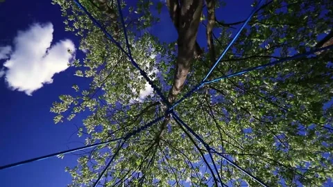 Bottom view of the trees, low angle shot of tree crowns. Camera rotates and Stock Footage 131452040