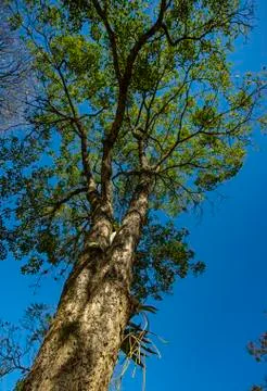 Bottom view up the trees. Stock Photos