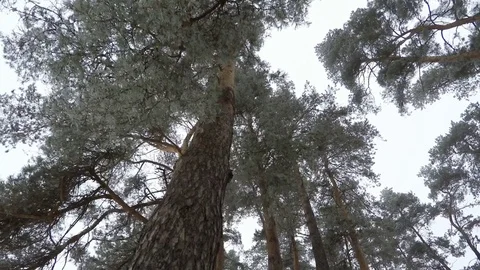 Bottom view on the trees in the pine forest. Video stock 71767571