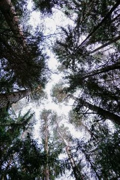 Bottom view of trees in pine forest in autumn. Dark pine forest Foto stock