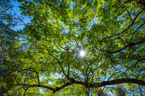 Bottom view up the trees. Trees of Brazil. 스톡 사진