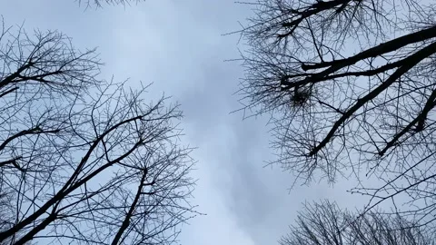 Bottom-Up view of trees without leaves on forward movement Stock Footage 150827950