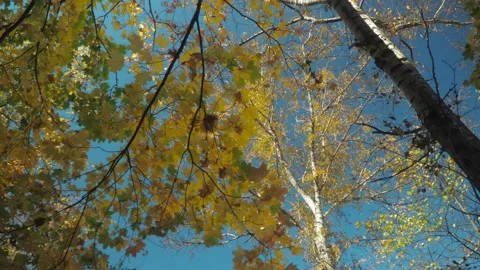 Bottom-up view of trees with yellowed leaves against a blue sky. circular motion Stock Footage 142222259