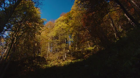 The bottom view of the treetops and blue sky. lovely autumn forest with crowns Stock Footage 204048959