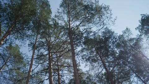 A bottom-up view of the treetops in a pine forest on a sunny summer day Stock Footage 169640643